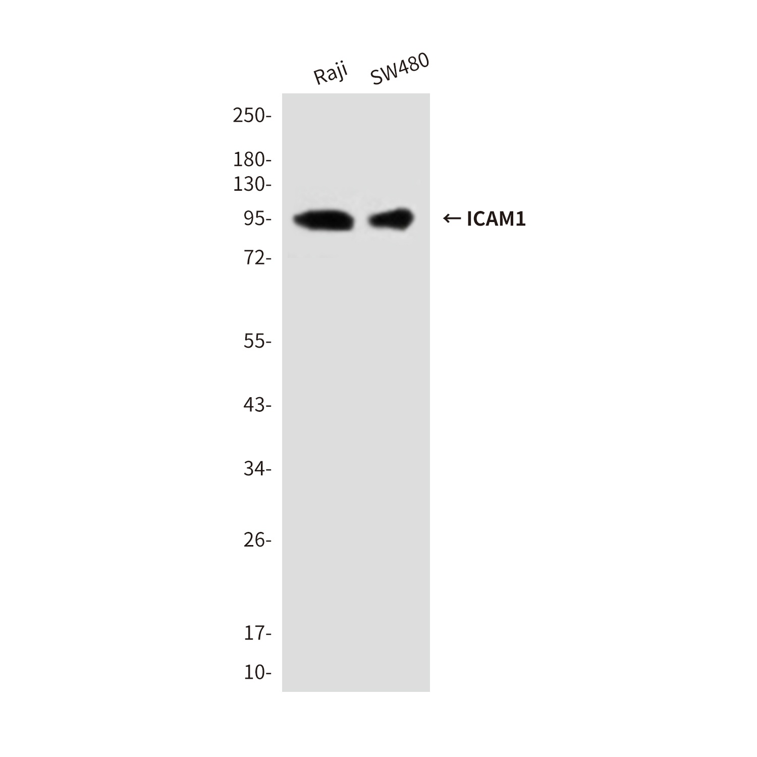 ICAM1 (1C7) Mouse mAb