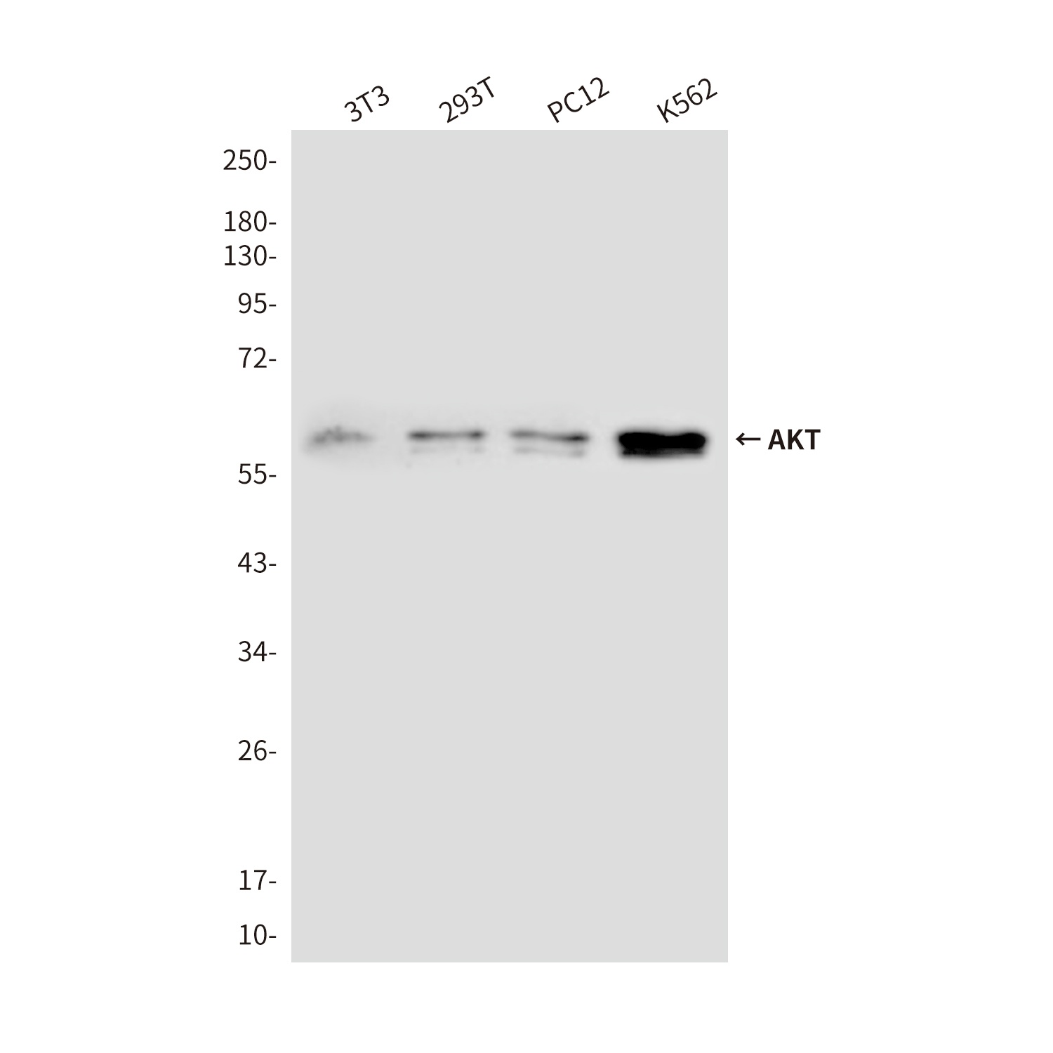 AKT Mouse mAb