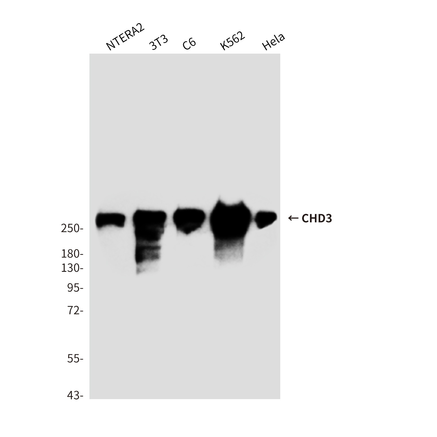CHD3 (7F6) Mouse mAb