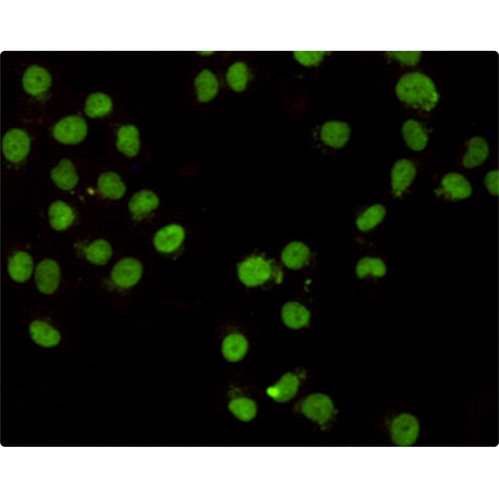 CHD3 (7F6) Mouse mAb