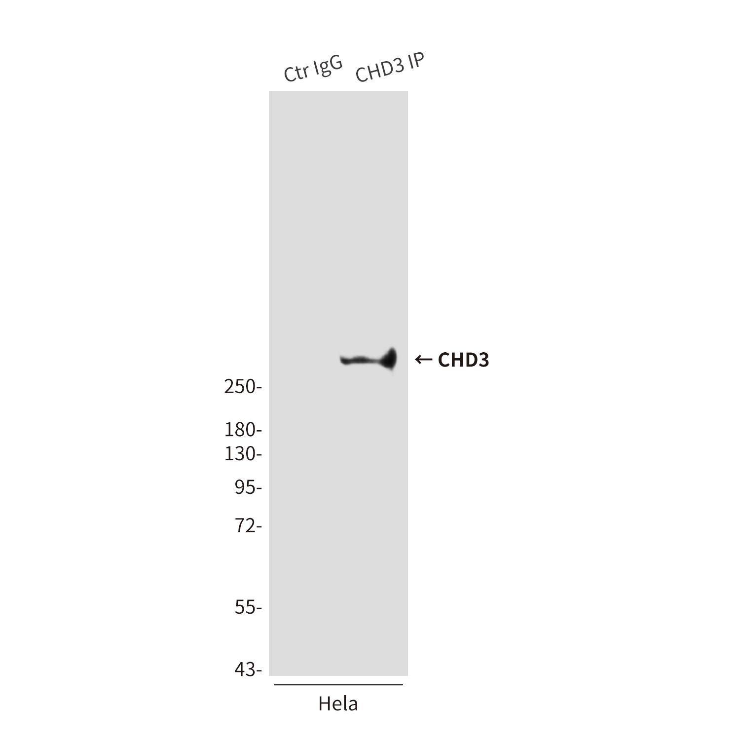 CHD3 (7F6) Mouse mAb