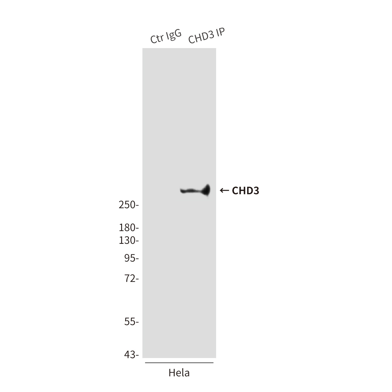 CHD3 Antibody