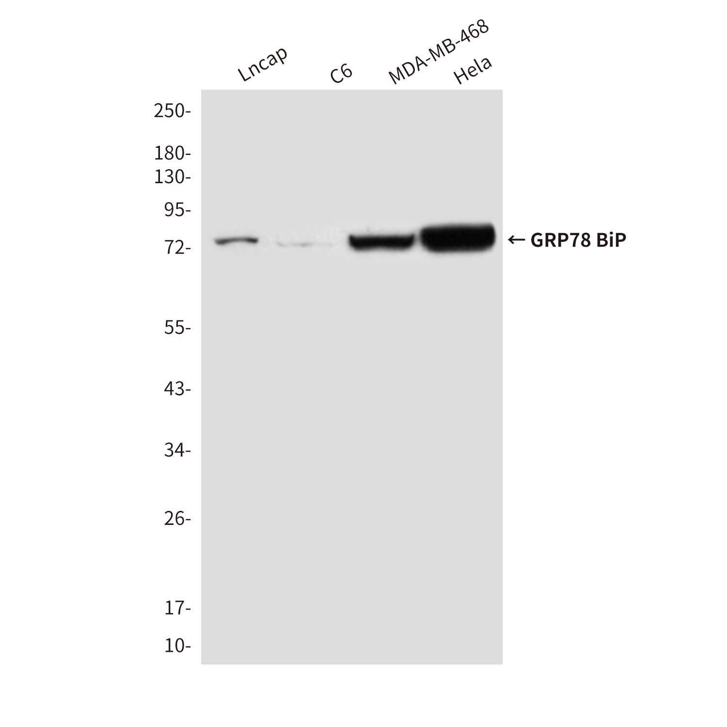 HSPA5 Antibody