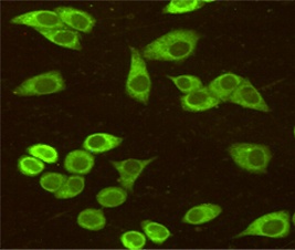 HSPA5 Antibody