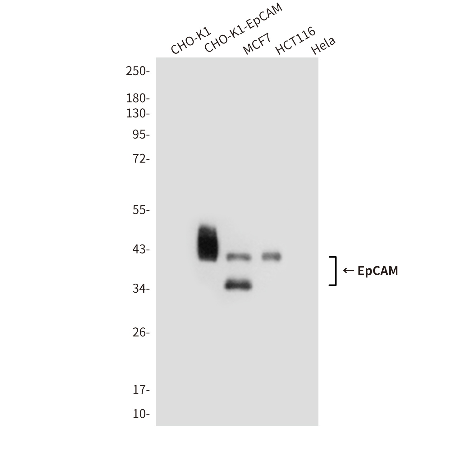 EpCAM (1D5) Mouse mAb