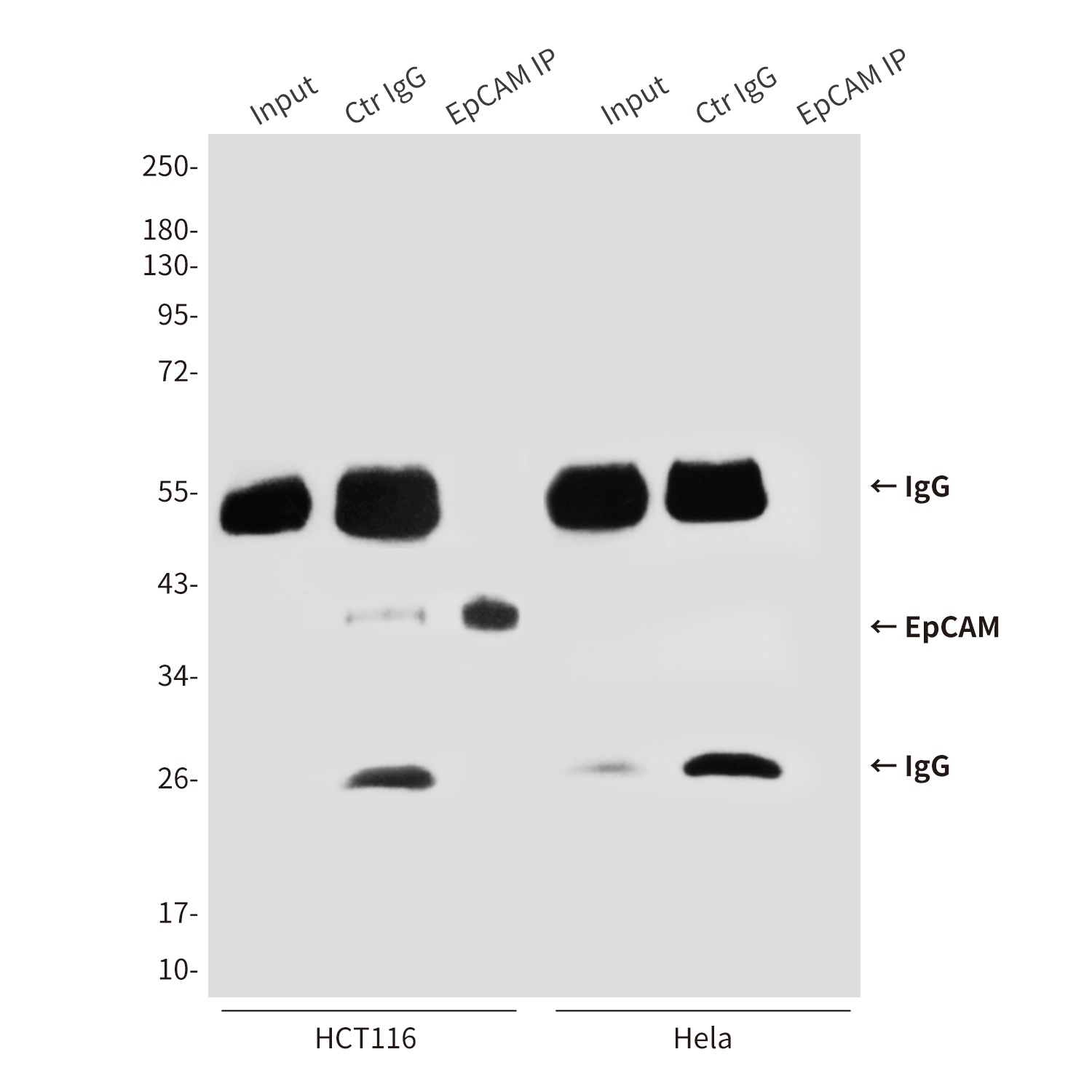 EpCAM (1D5) Mouse mAb