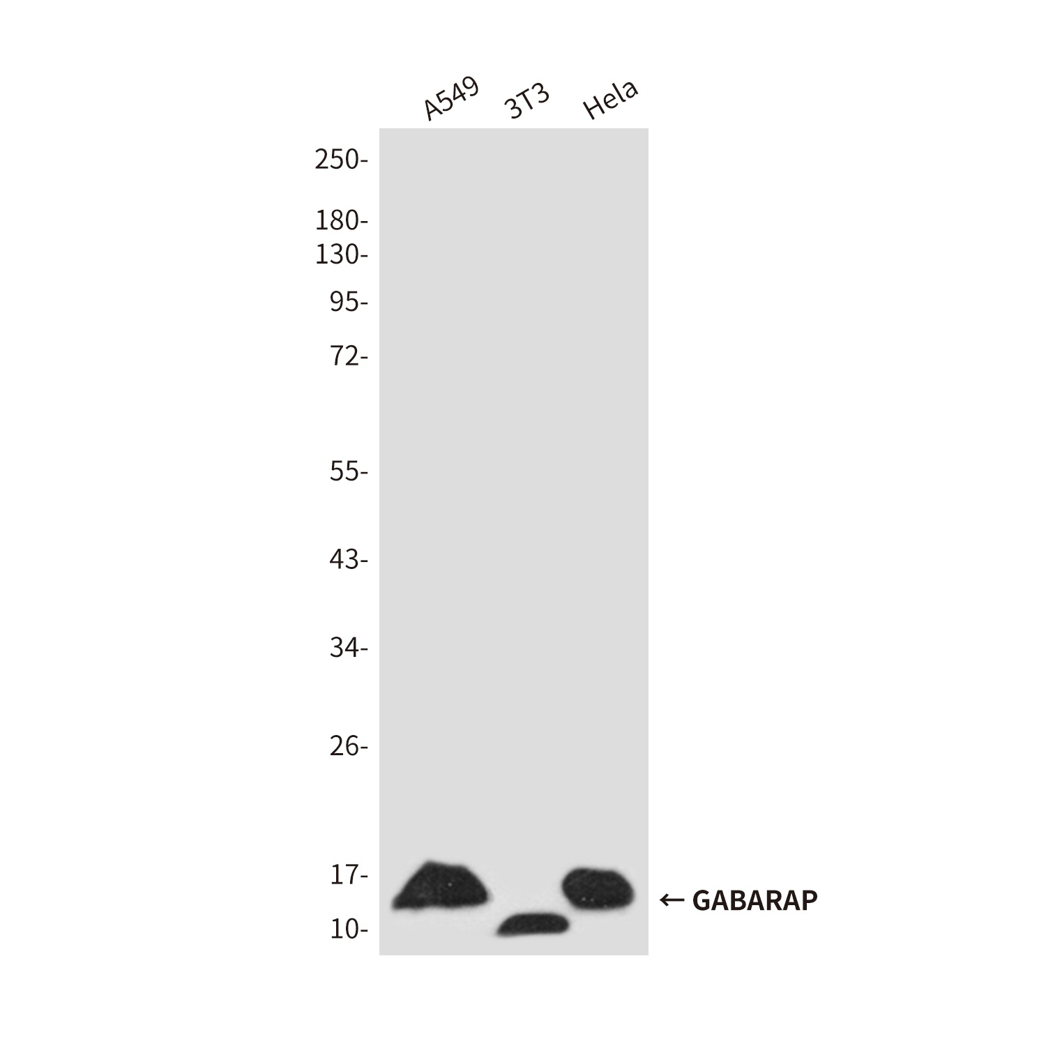 GABARAP Antibody