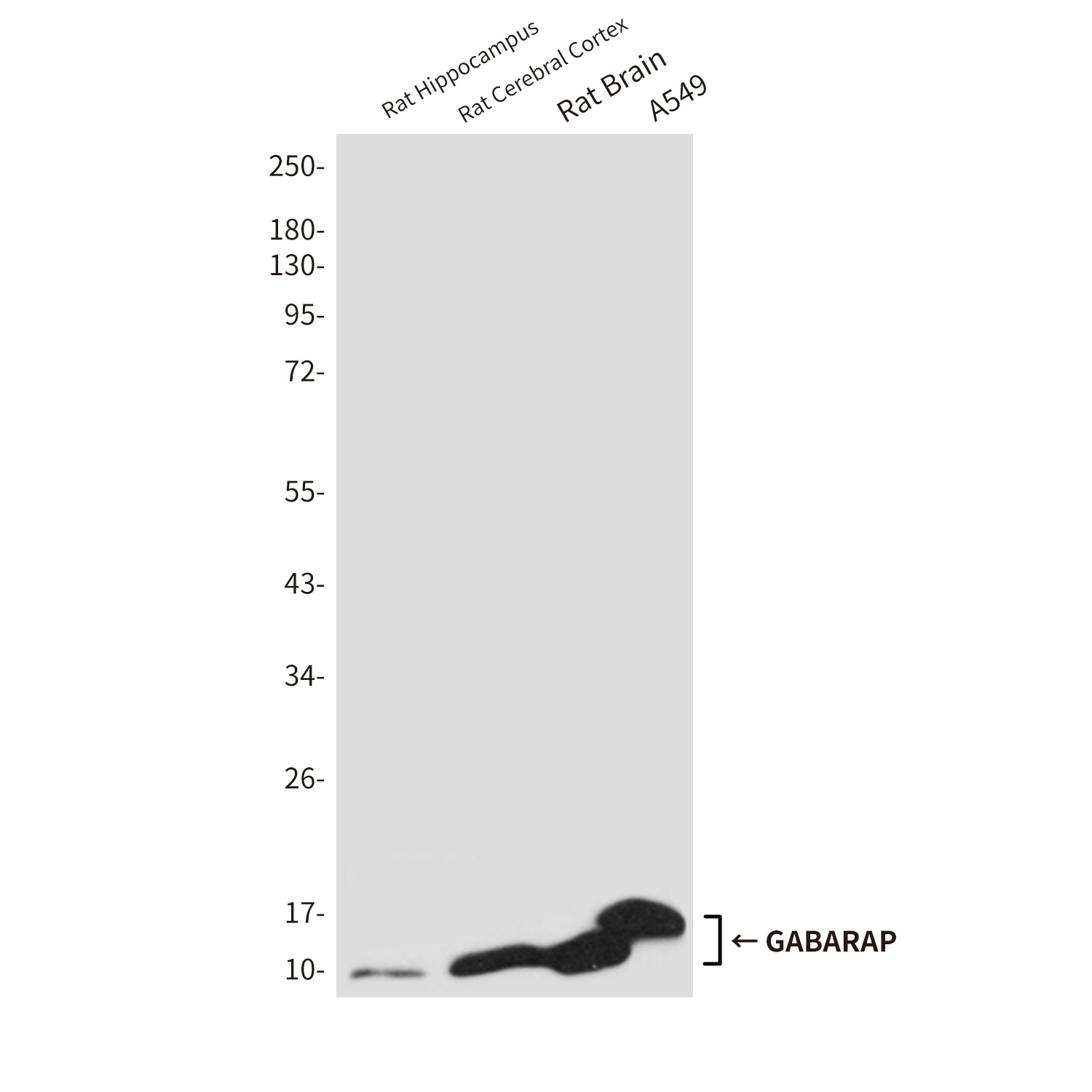 GABARAP Antibody