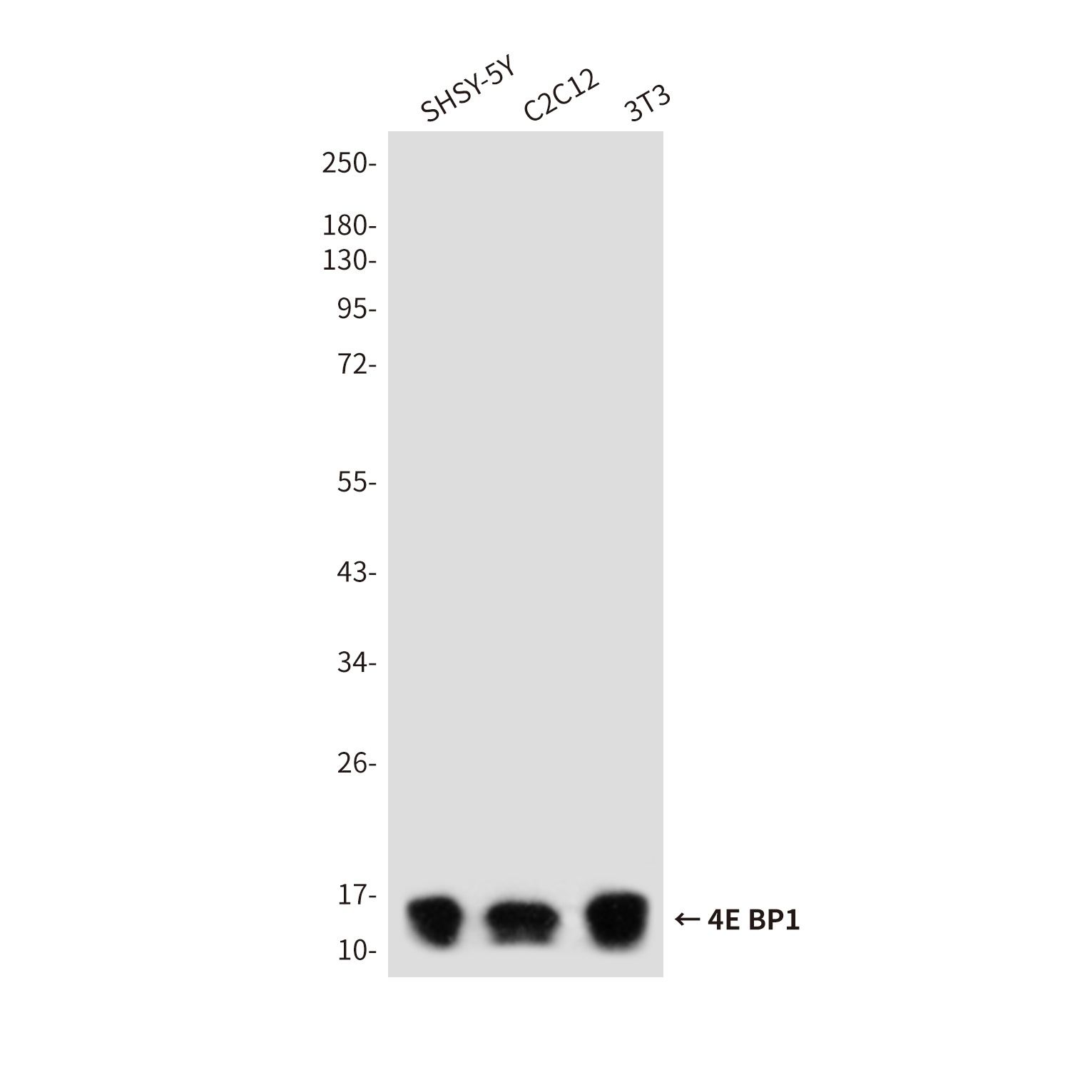 4E BP1 Rabbit pAb