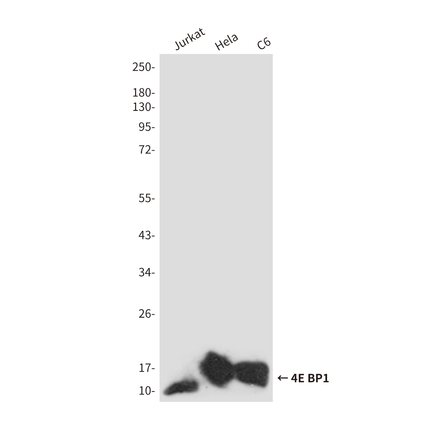 4E BP1 Rabbit pAb