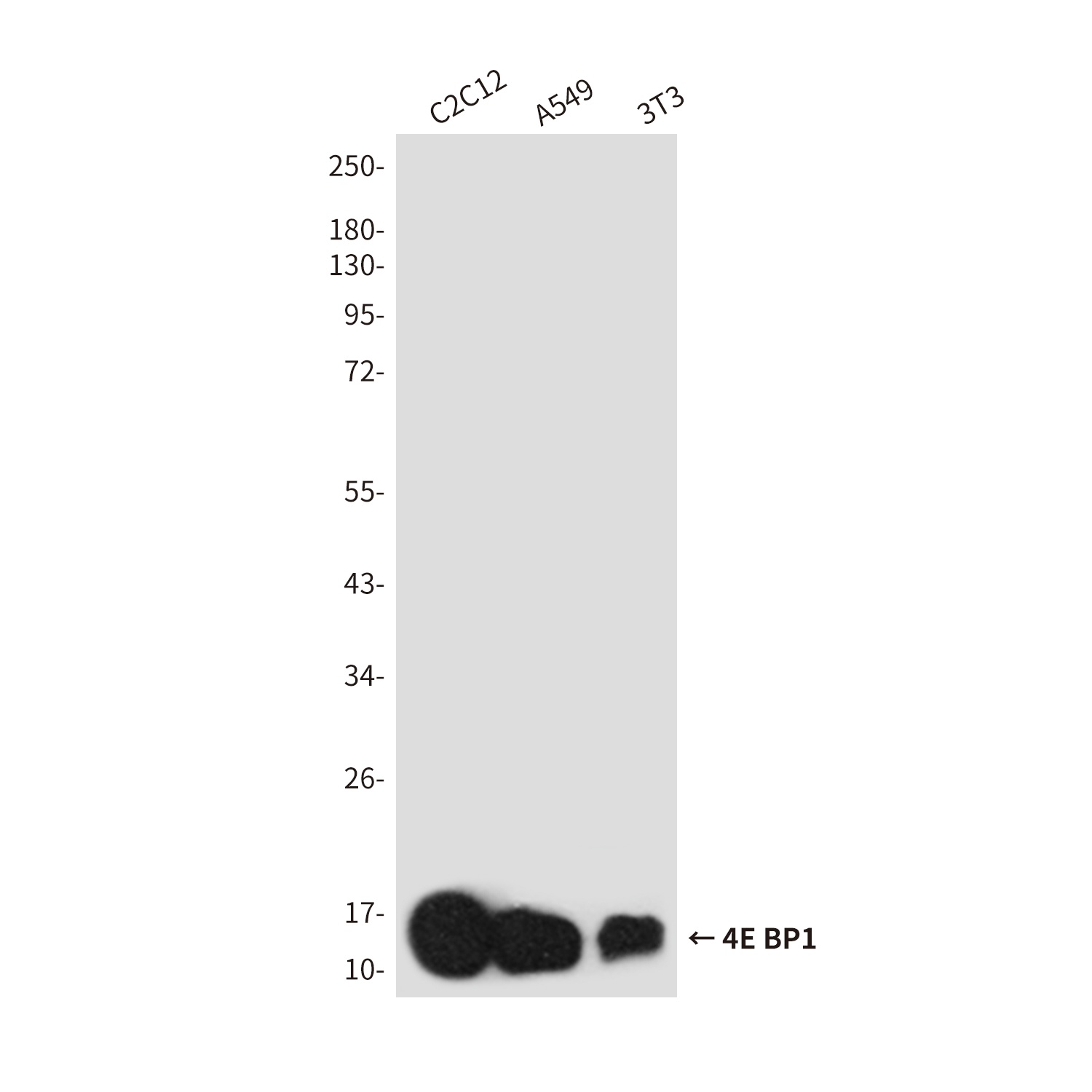 4E BP1 Rabbit pAb