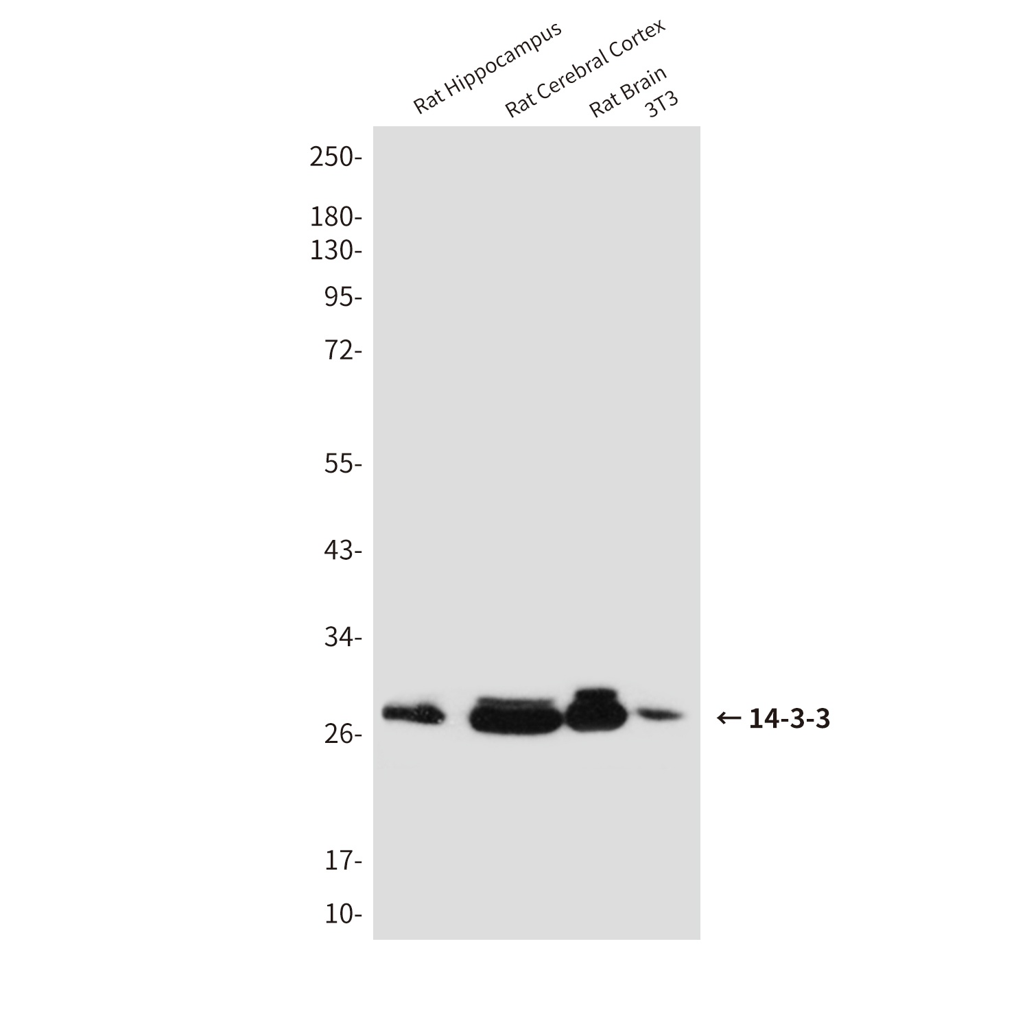 YWHAB/YWHAE/YWHAH Antibody