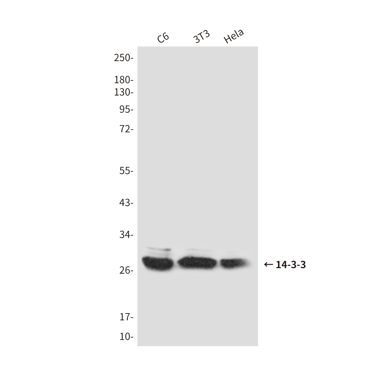 YWHAB/YWHAE/YWHAH Antibody