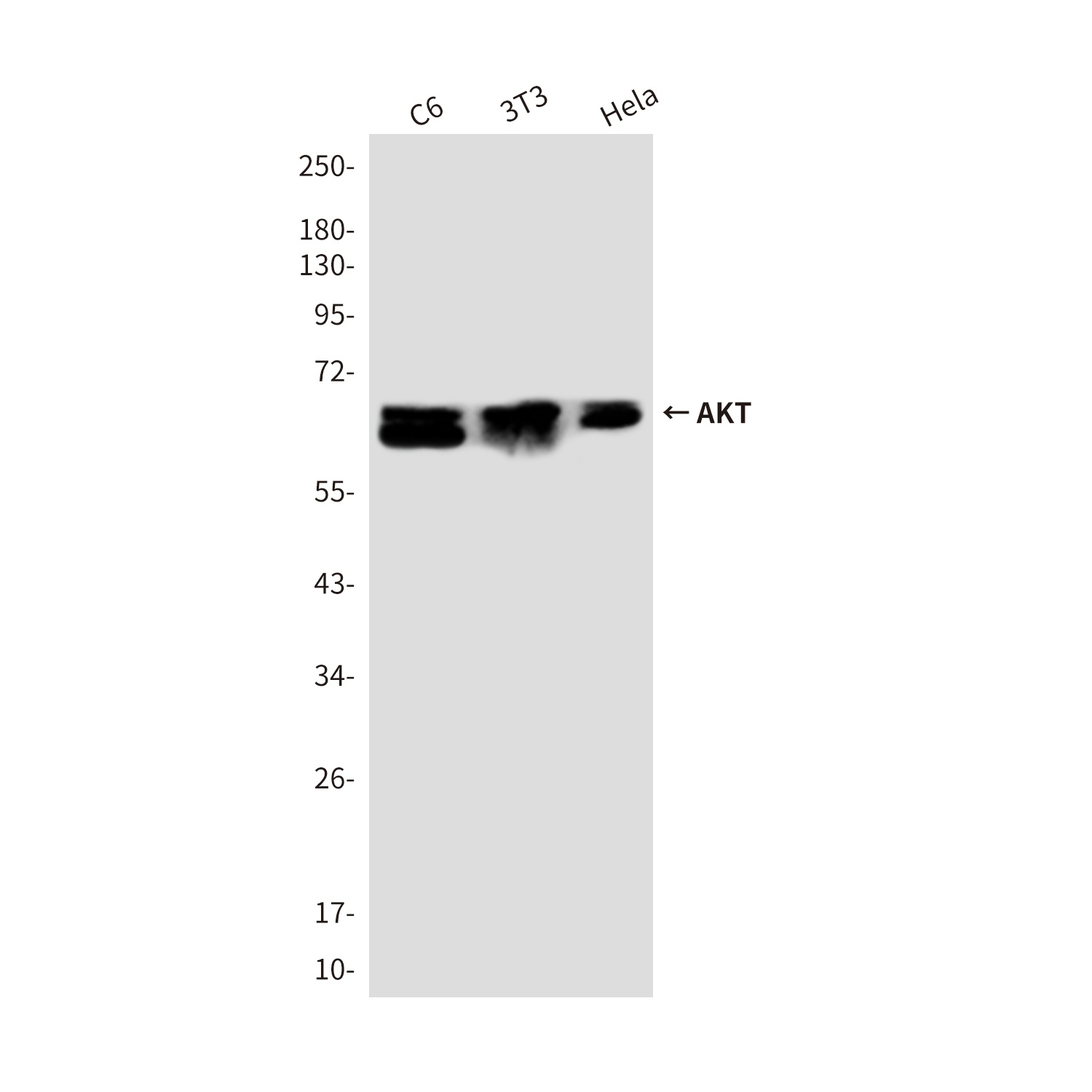 AKT Rabbit pAb