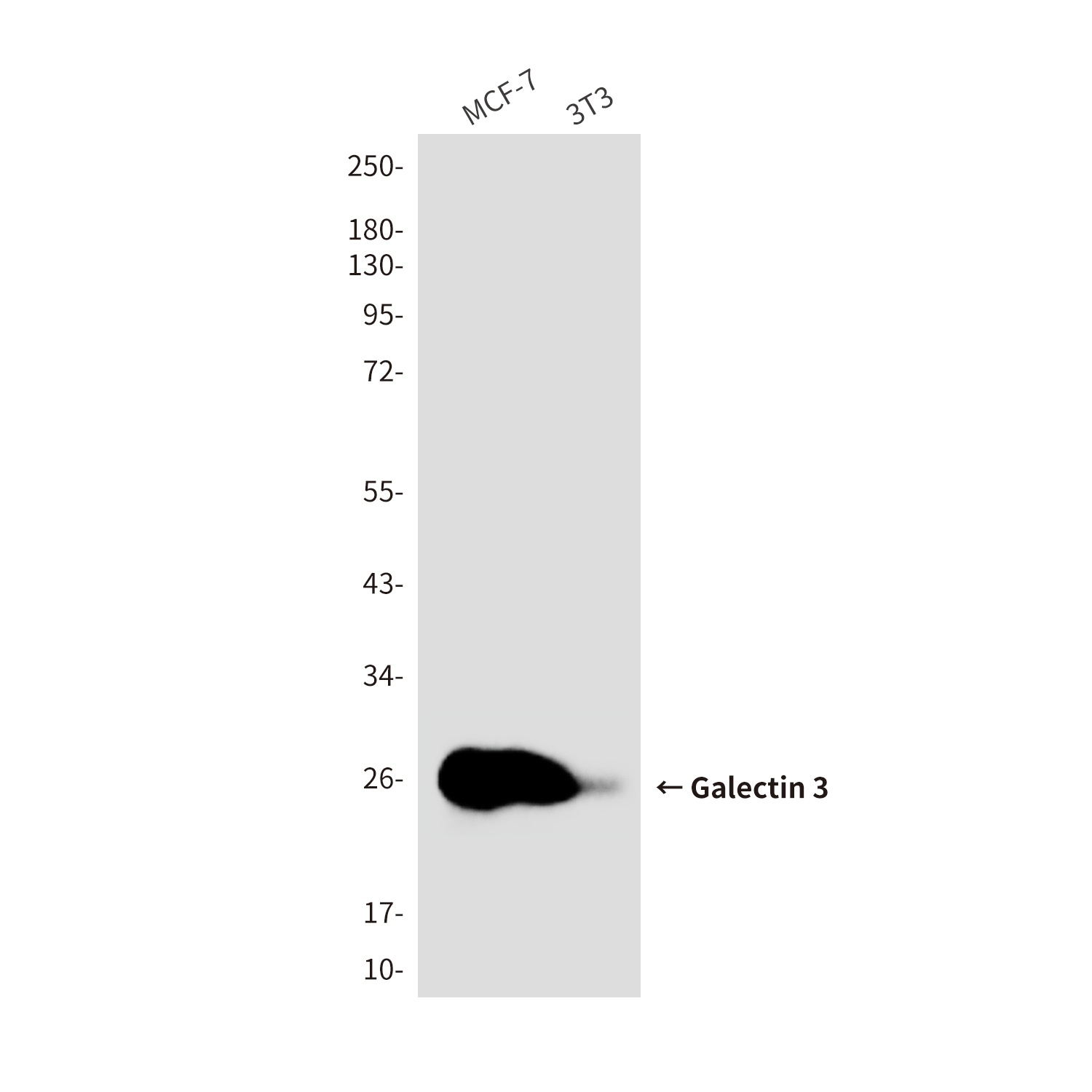 Galectin 3 (7G9) Mouse mAb