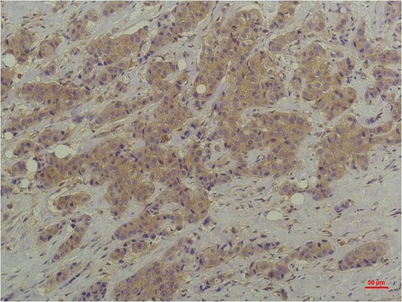 ERK1/2 (9A4) Mouse mAb