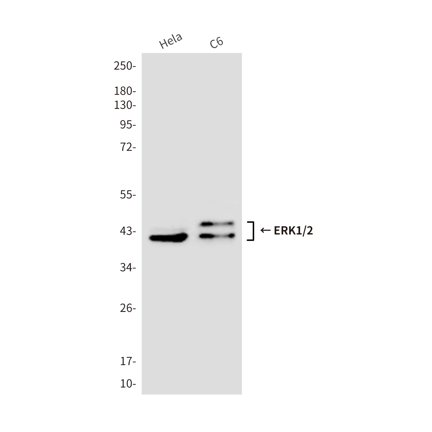 ERK1/2 (9A4) Mouse mAb