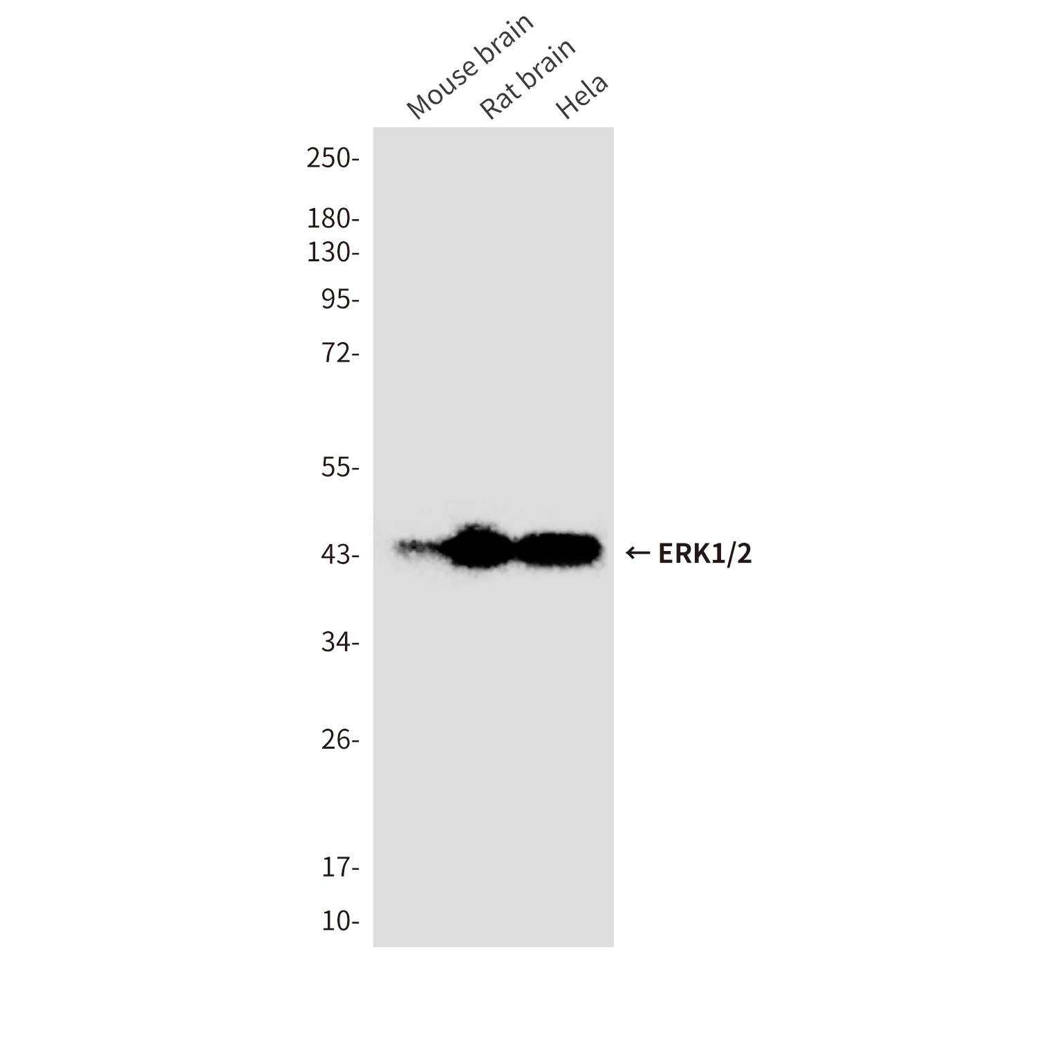 ERK1/2 (9A4) Mouse mAb