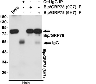 GRP78 BiP (6H7) Mouse mAb