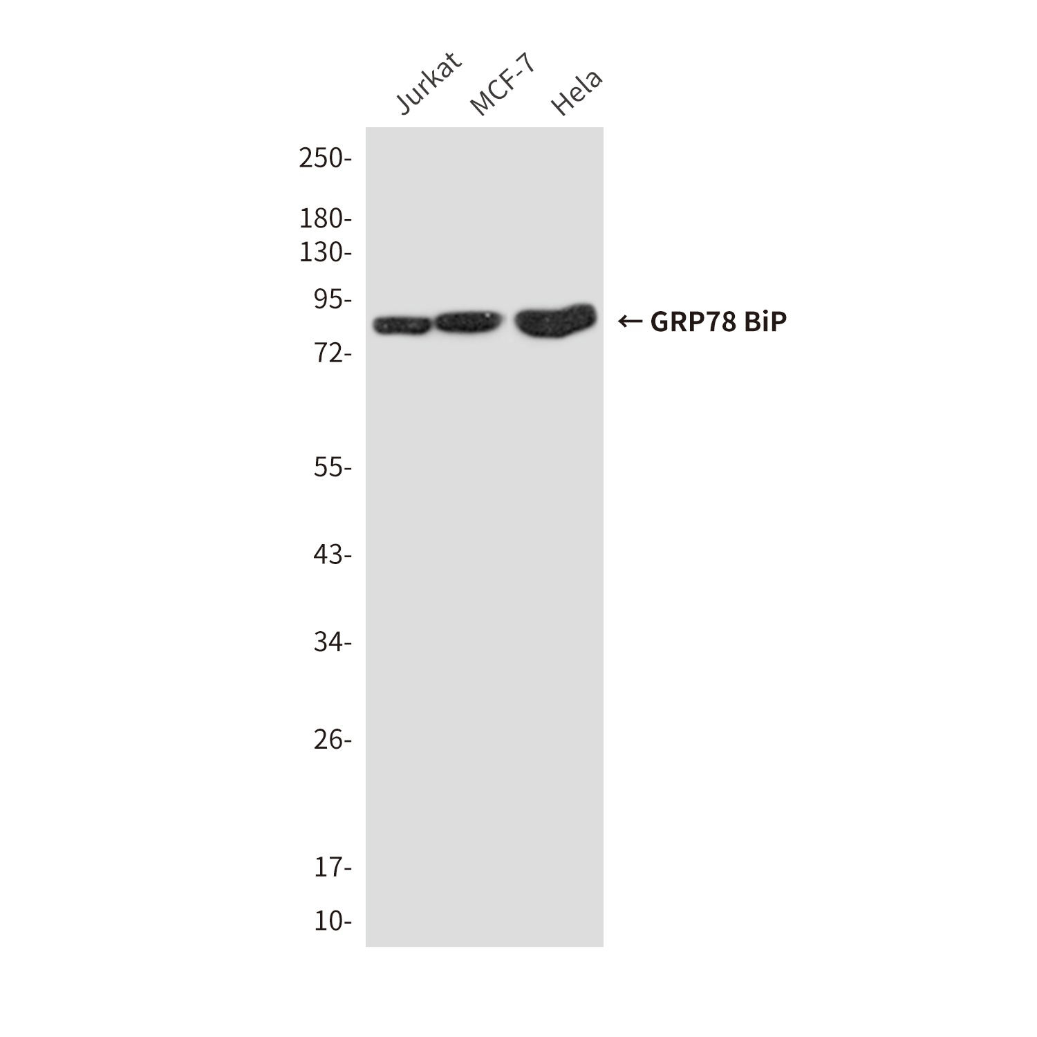 HSPA5 Antibody