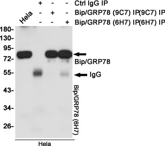 HSPA5 Antibody