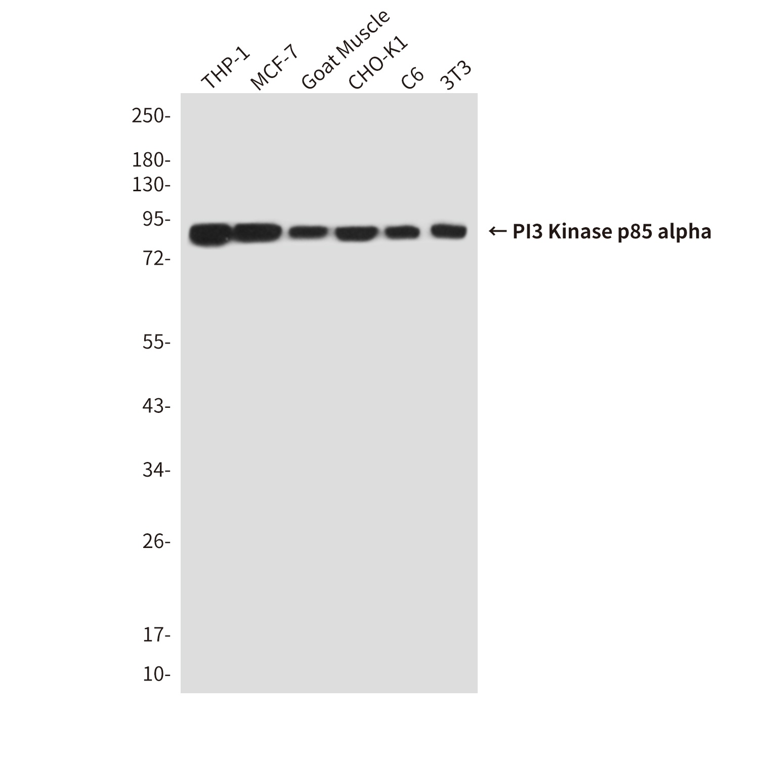 PIK3R1 Antibody