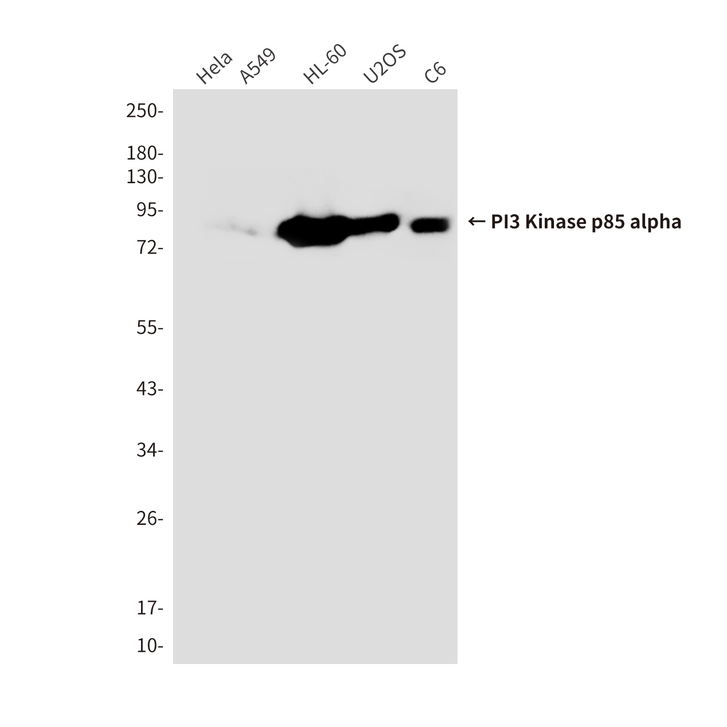 PIK3R1 Antibody
