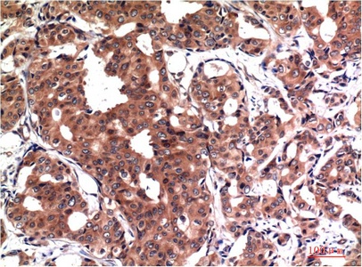 GSK3 beta (4C4) Mouse mAb