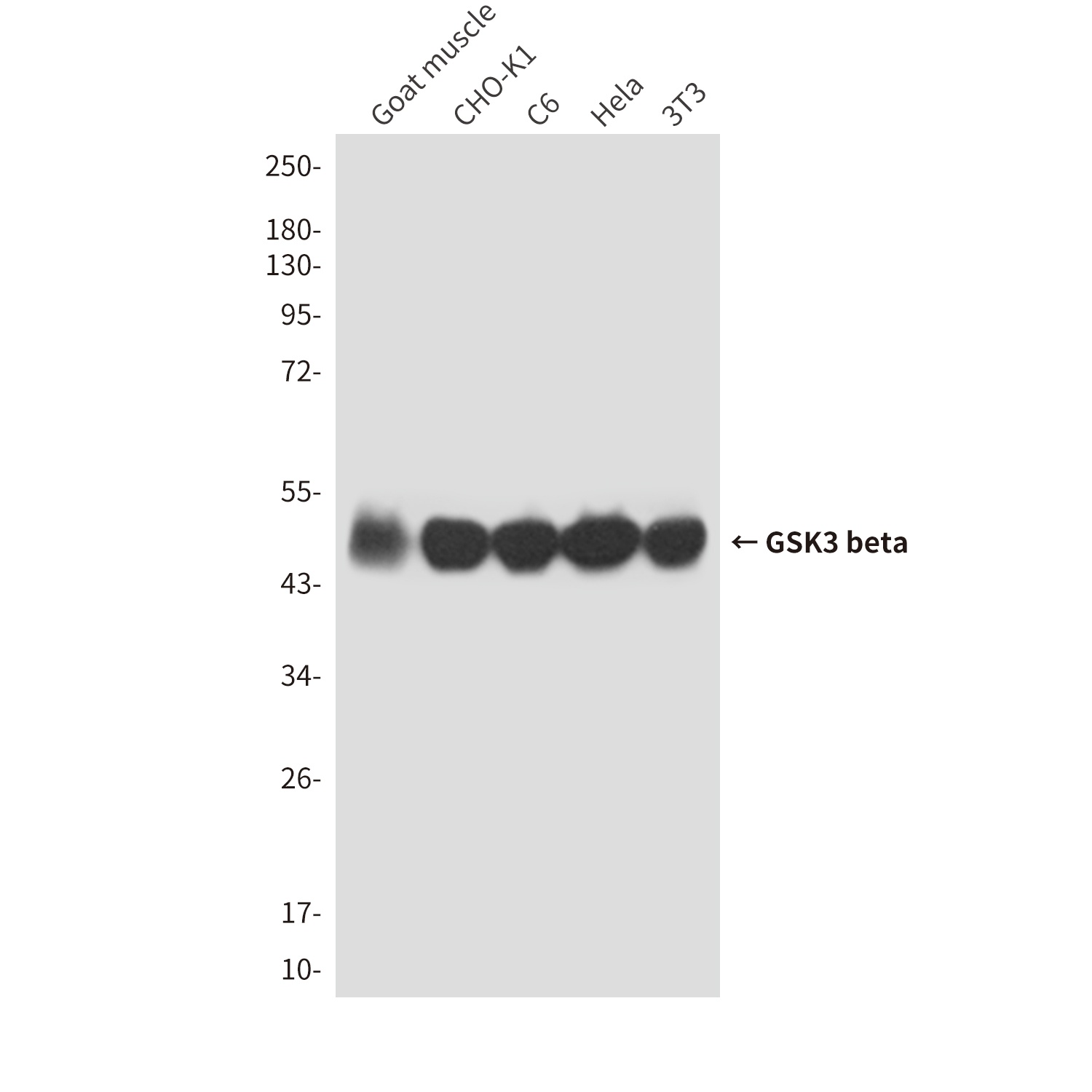 GSK3 beta (4C4) Mouse mAb