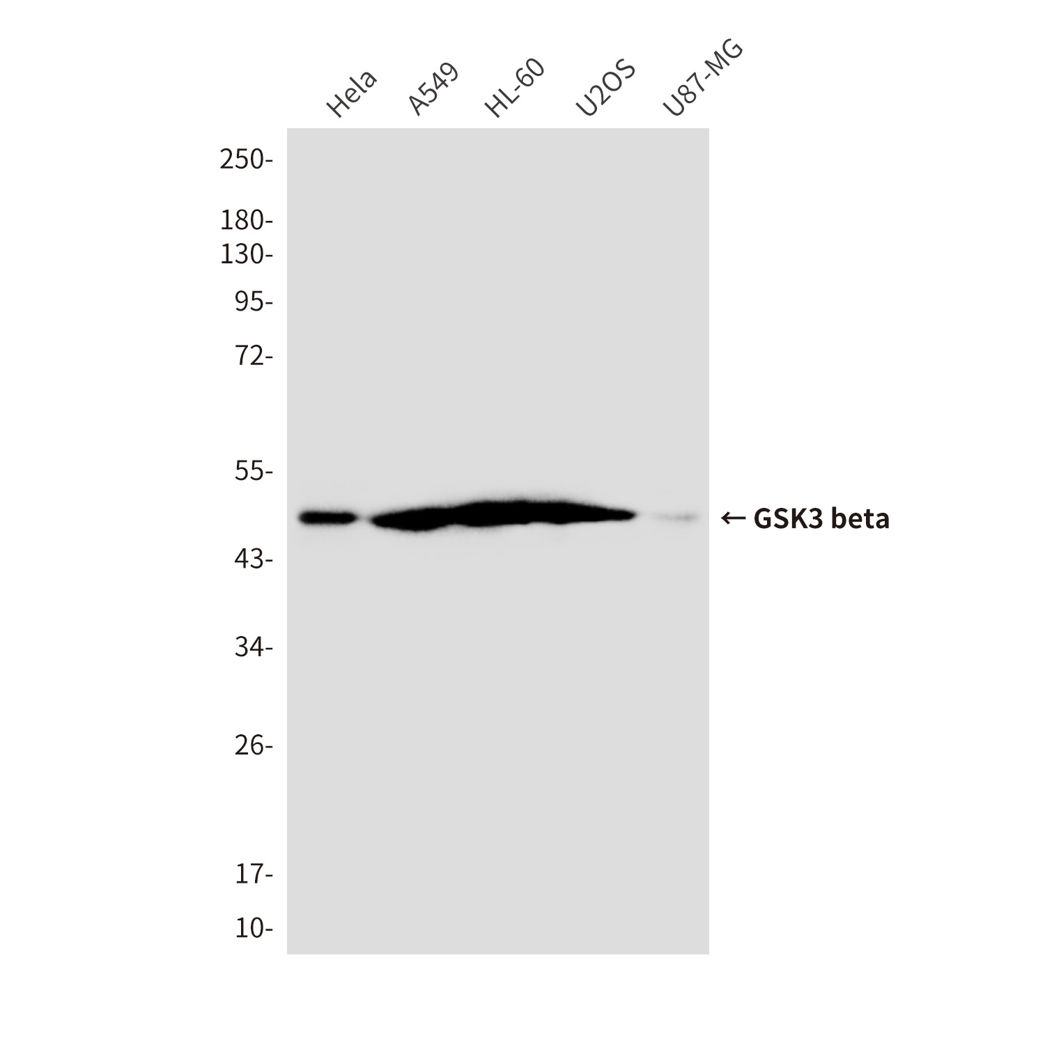 GSK3 beta (4C4) Mouse mAb