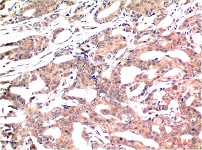 GSK3 beta (9F9) Mouse mAb