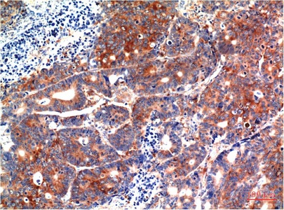 GSK3 beta (9F9) Mouse mAb