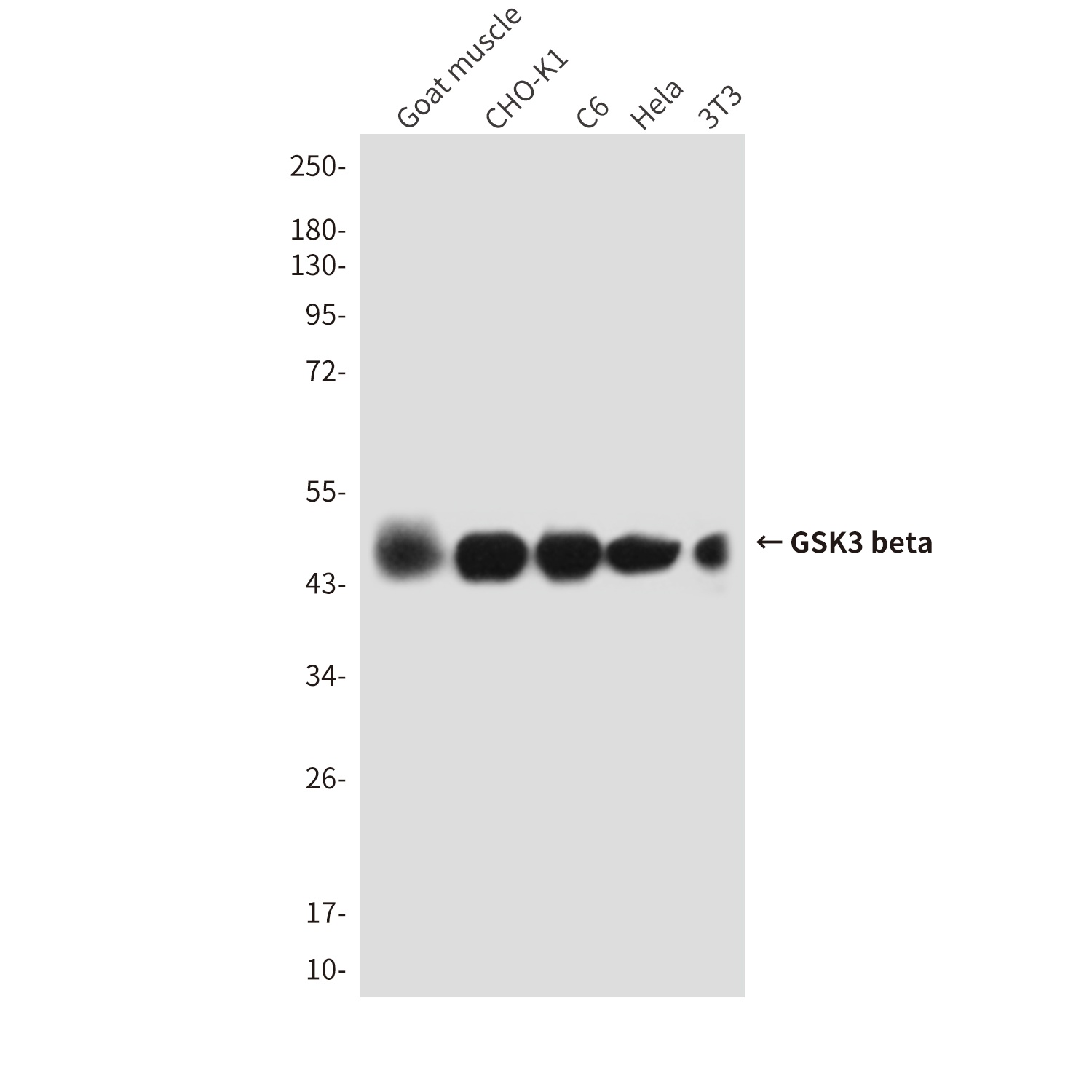 GSK3B Antibody