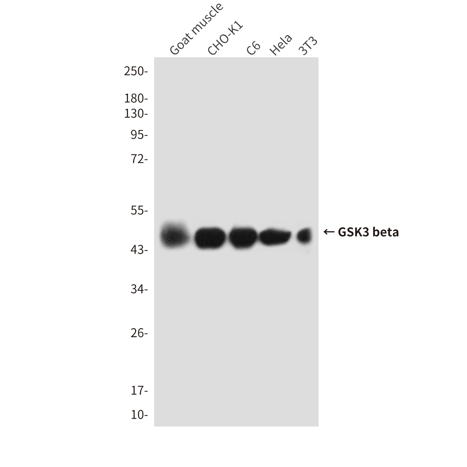 GSK3 beta (9F9) Mouse mAb