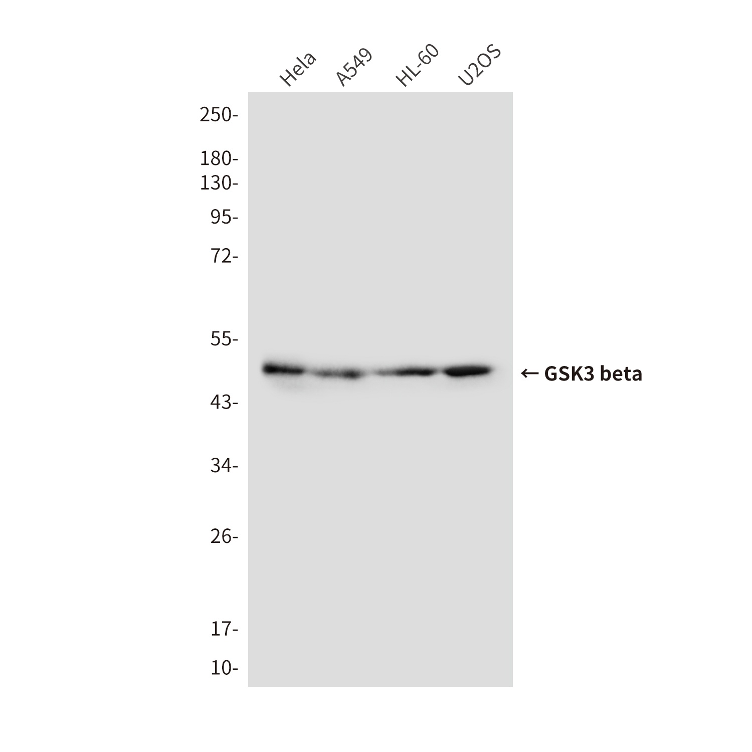 GSK3 beta (9F9) Mouse mAb