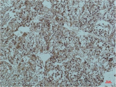 Smad2/3 (6F7) Mouse mAb