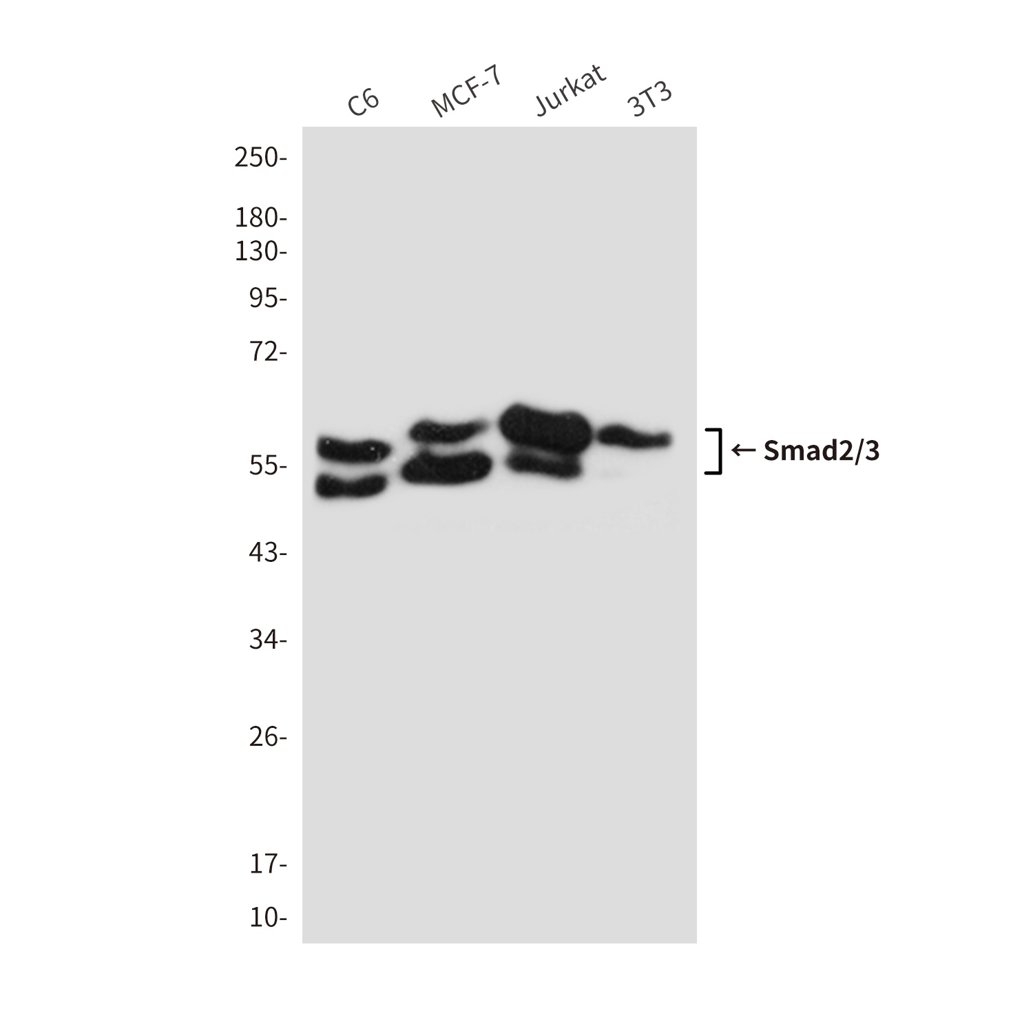 Smad2/3 (6F7) Mouse mAb