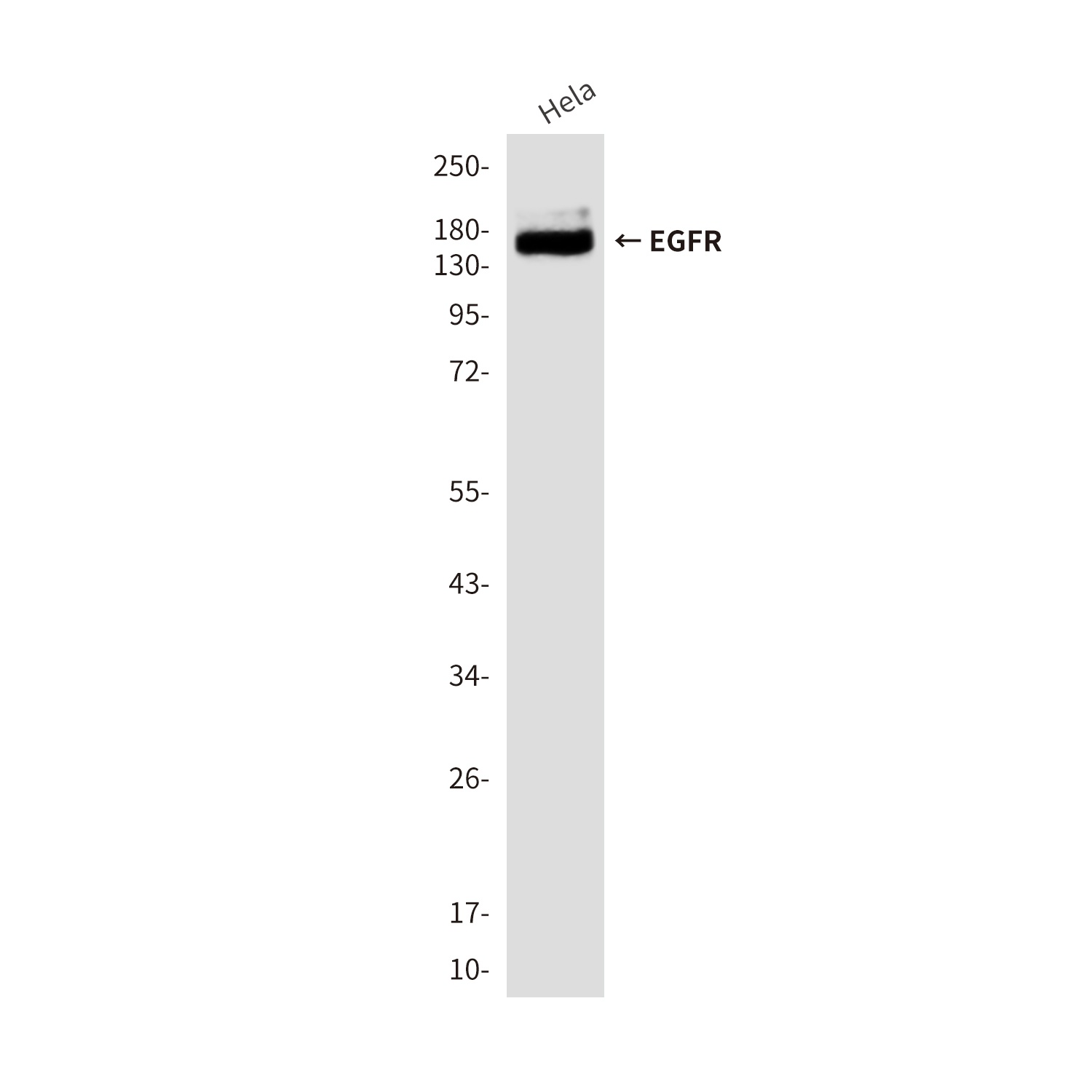 EGFR (3A9) Mouse mAb