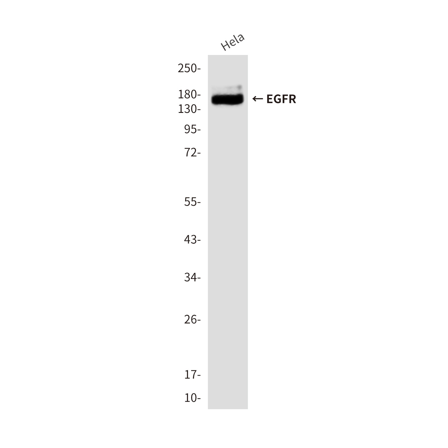 EGFR Antibody