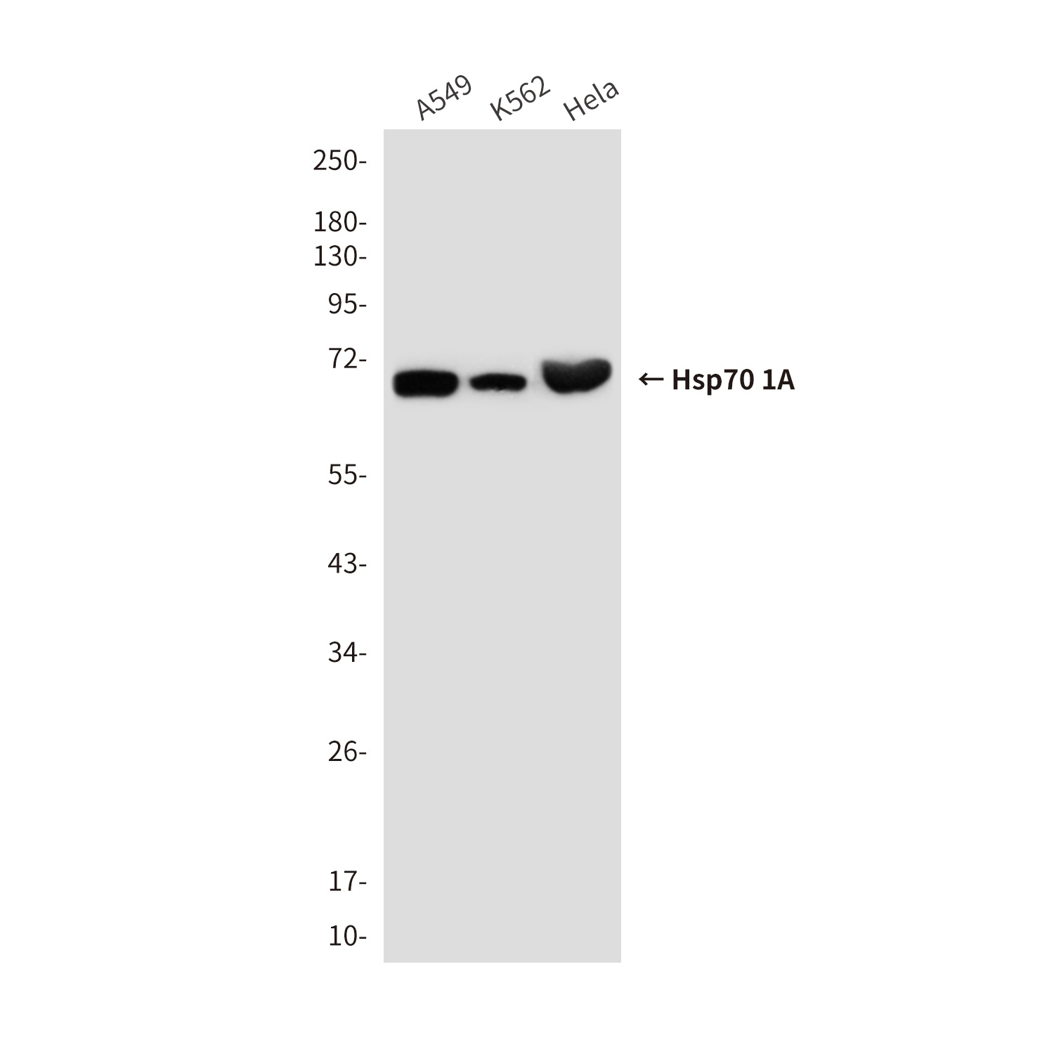 Hsp70 1A (1D9) Mouse mAb