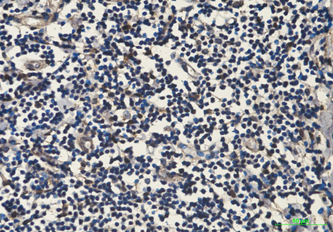 Hsp70 1A (1D9) Mouse mAb