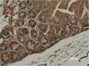 ACTA2 Antibody