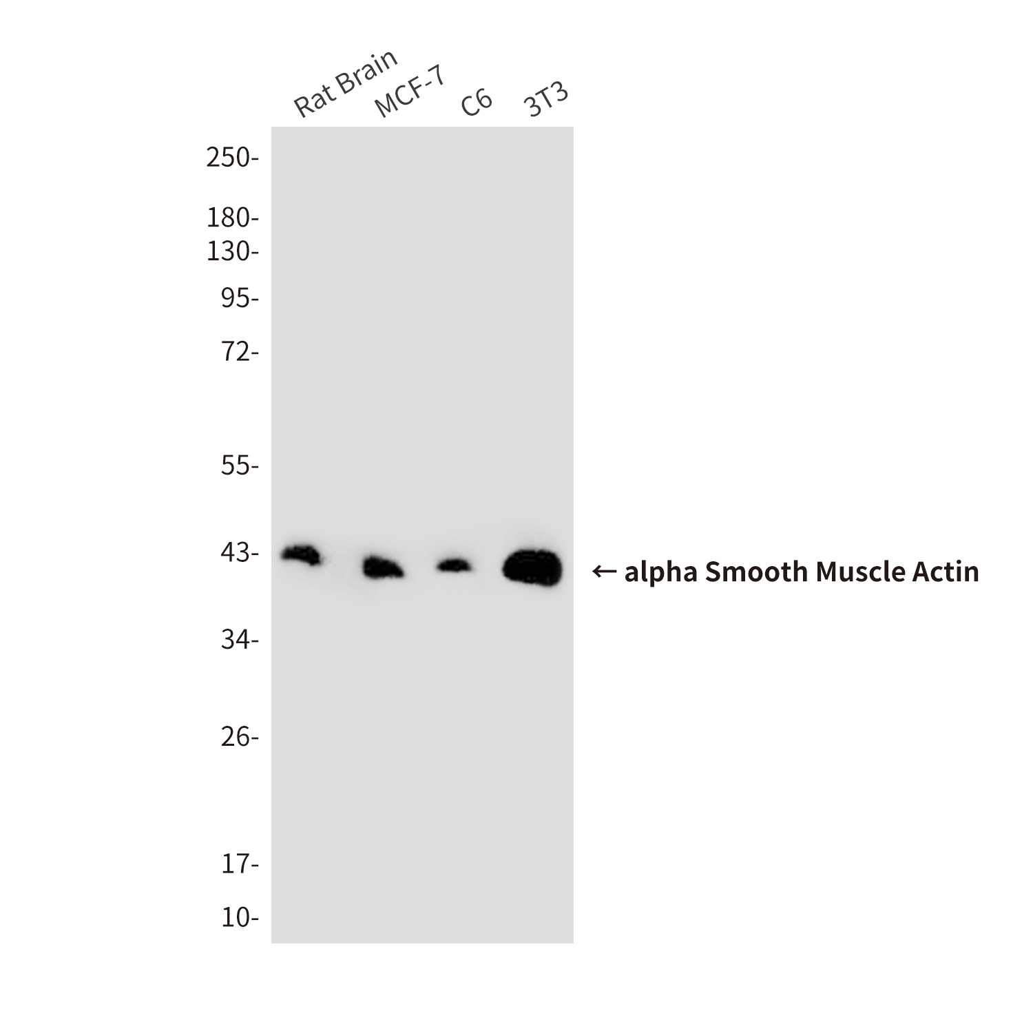 ACTA2 Antibody