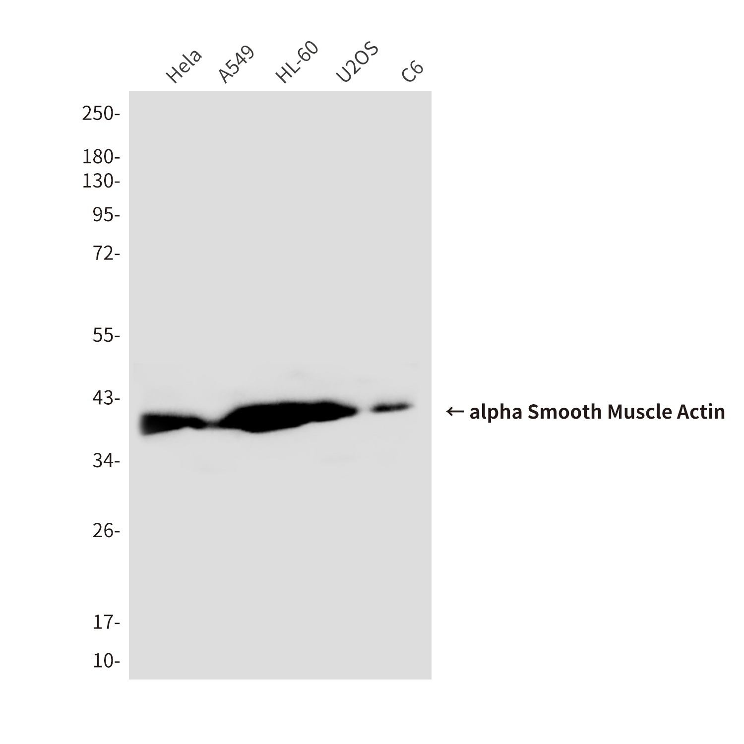 ACTA2 Antibody