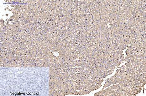 alpha Skeletal Muscle Actin (2B10) Mouse mAb