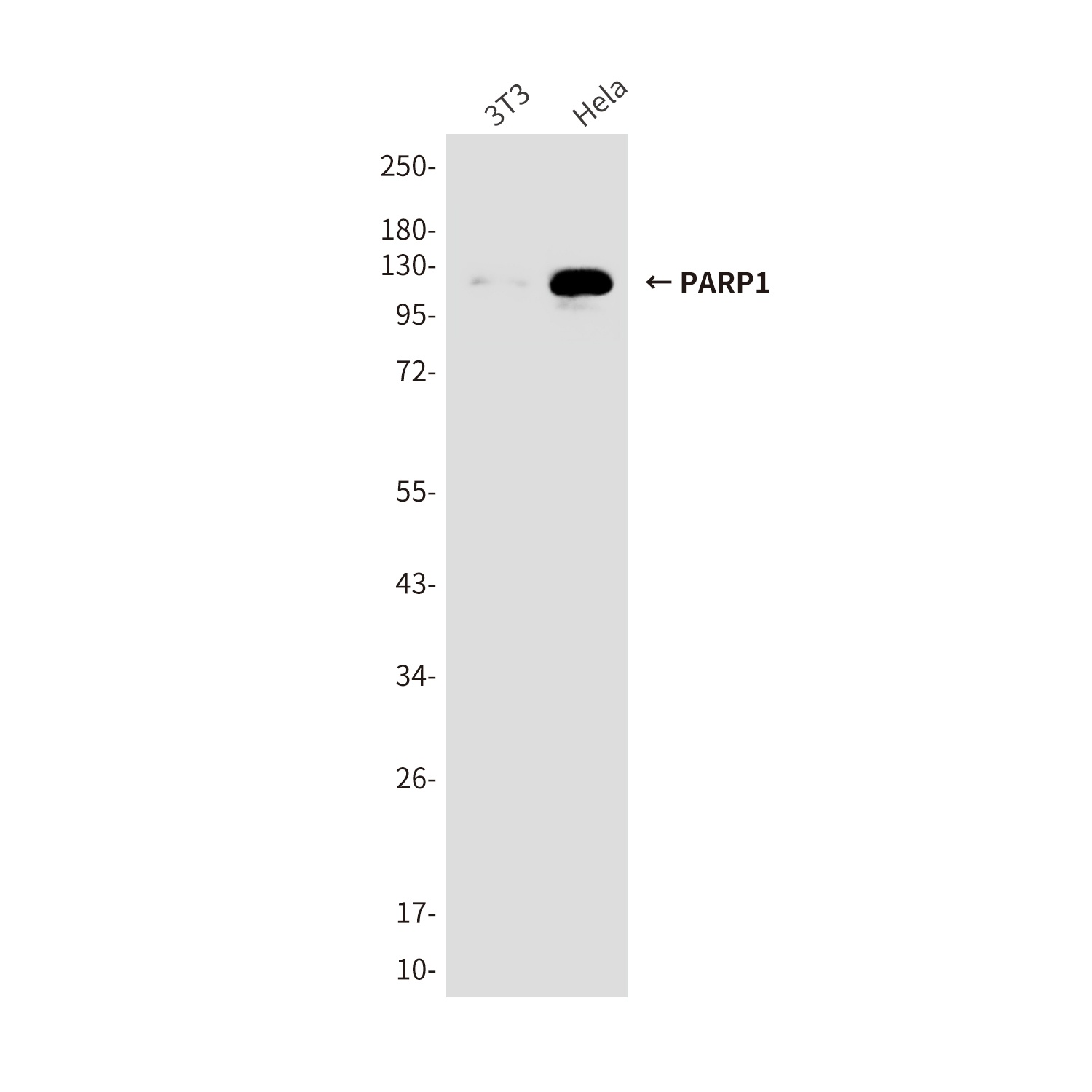 PARP1 (10C2) Mouse mAb