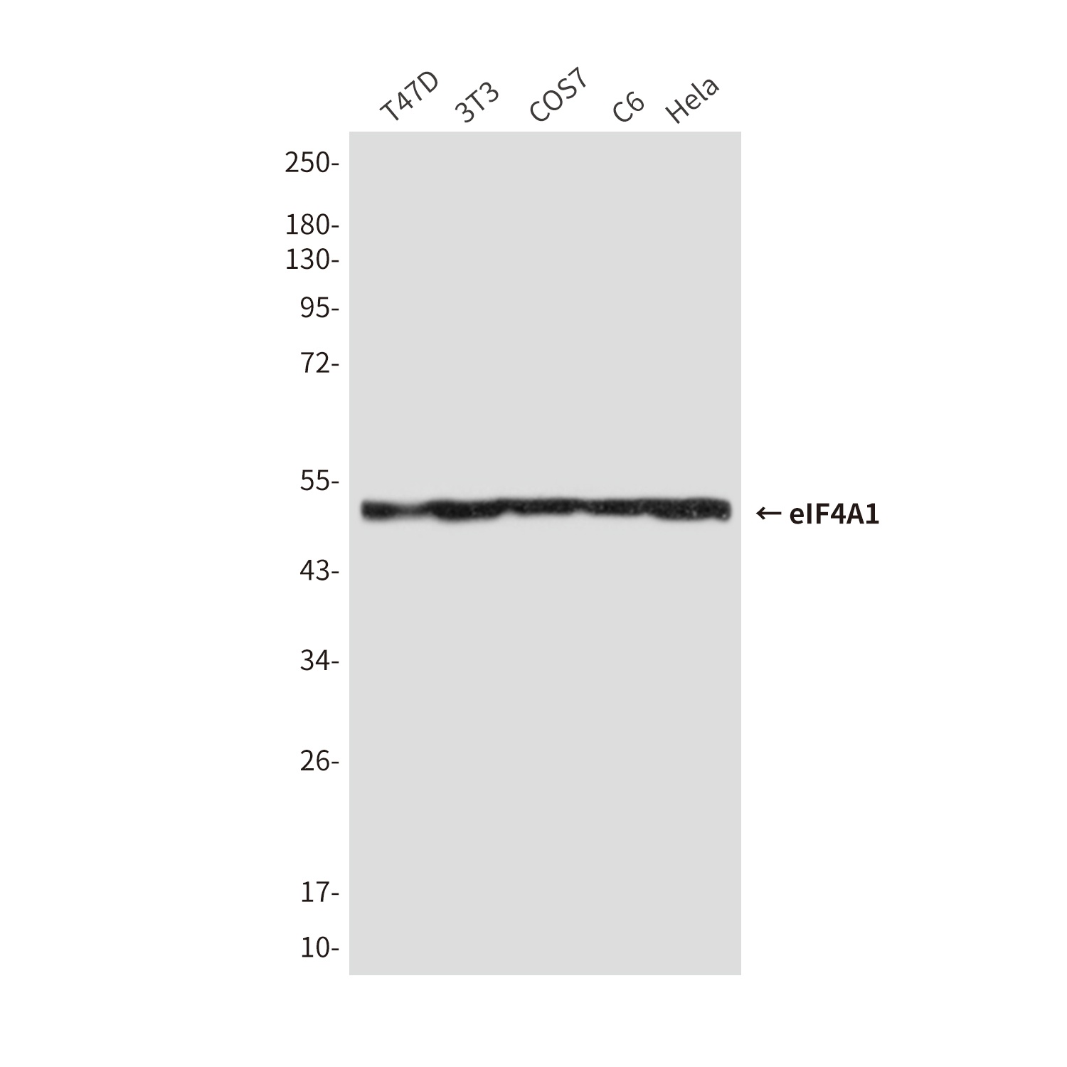EIF4A1 Antibody