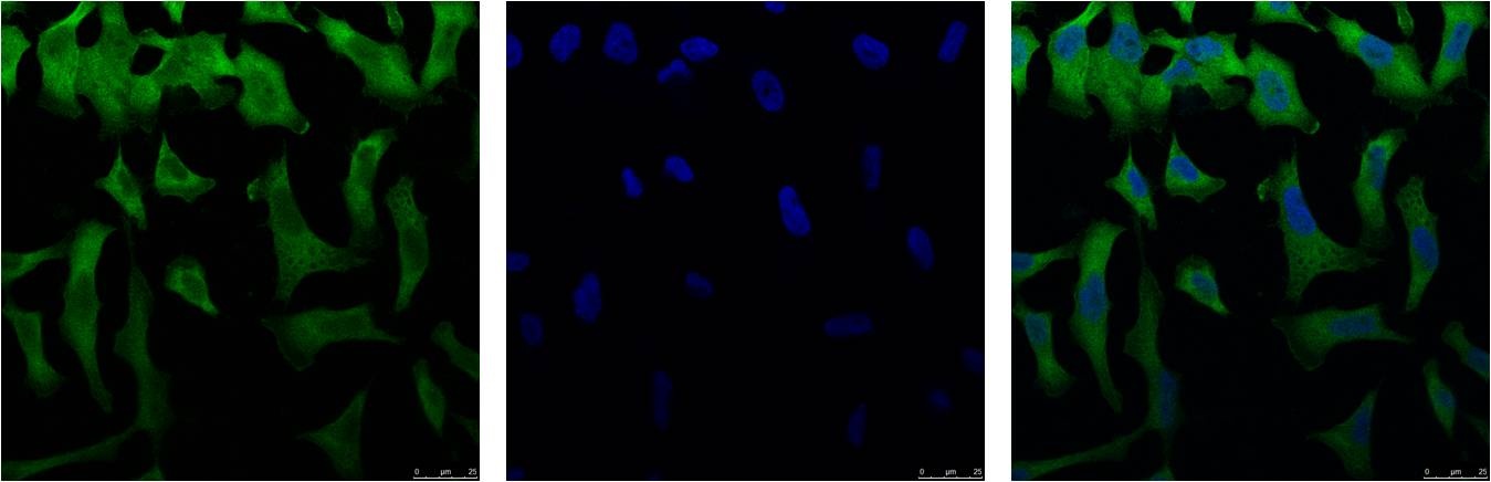 EIF4A1 Antibody