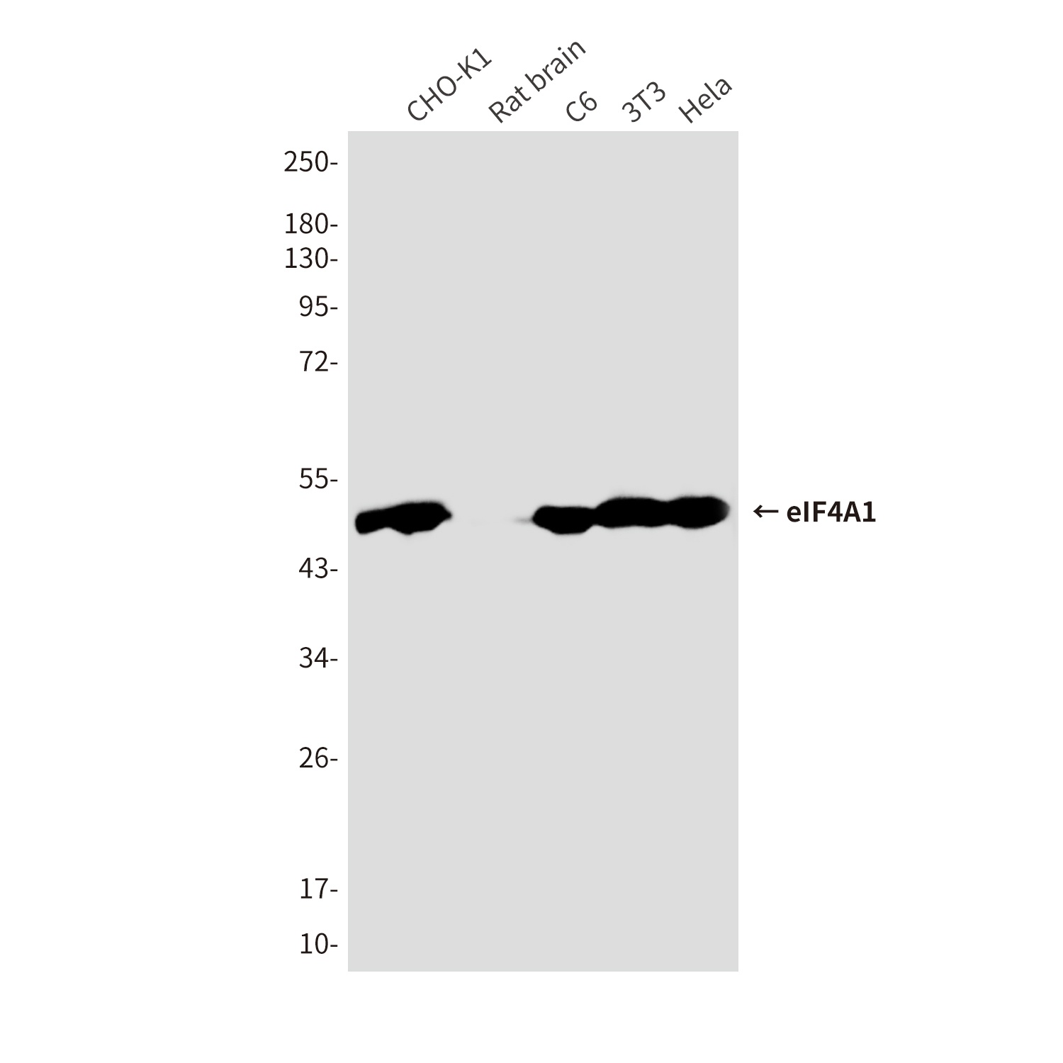 EIF4A1 Antibody