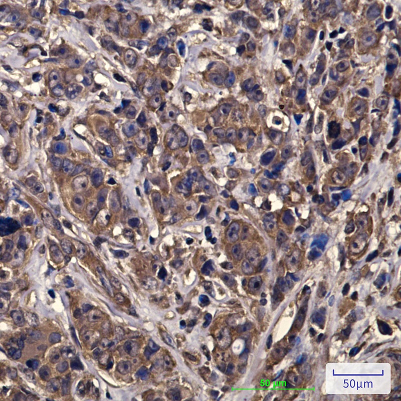 EIF4A1 Antibody